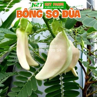 Hạt giống Bông So Đũa, bông Sua Đũa