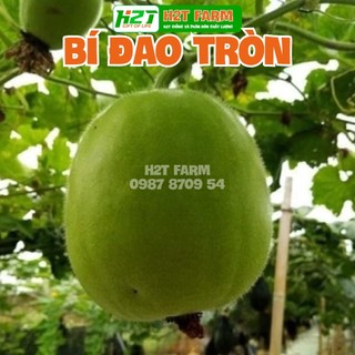 Hạt giống Bí đao trái tròn