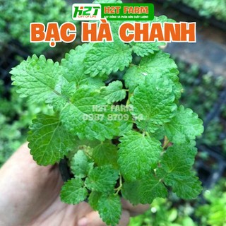 Hạt giống bạc hà - h2t farm