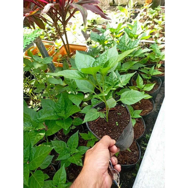 Ớt trái tim cây giống như hình combo giá rẻ