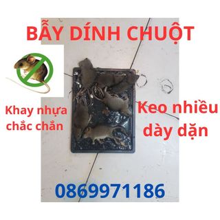Bẫy chuột siêu dính Khay nhựa chắc chắn lớp keo dày , Dính được cả chuột to