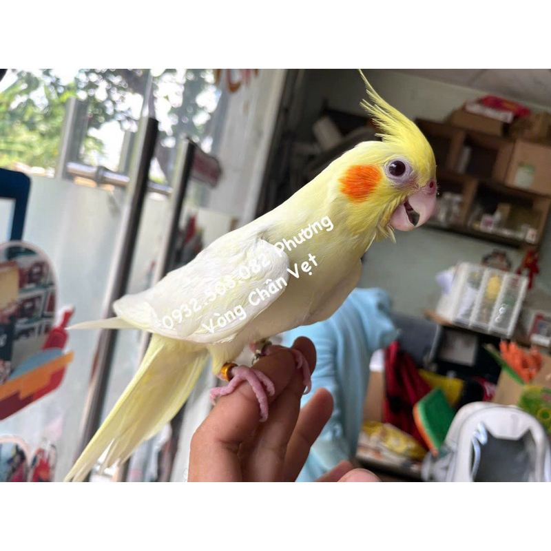 Vòng đeo chân vẹt cockatiel