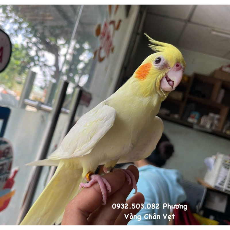 Vòng đeo chân vẹt cockatiel