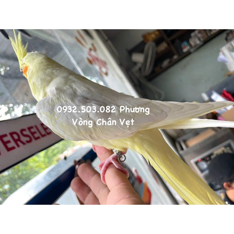 Vòng đeo chân vẹt cockatiel