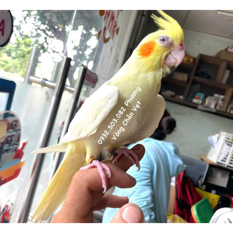 Vòng đeo chân vẹt cockatiel