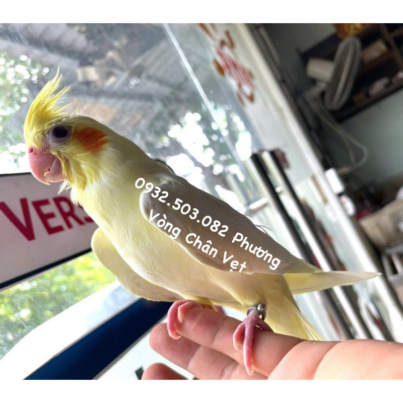 Vòng đeo chân vẹt cockatiel