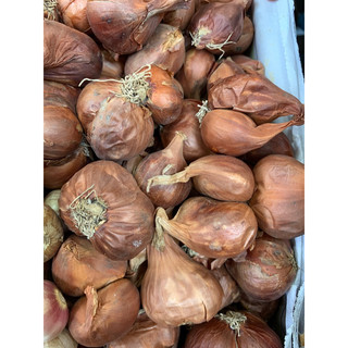 Củ Hành Hải Dương bịch 1kg