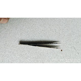 nhíp nhọn Nhật bãi inox