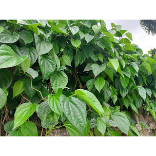 200gr Lá trầu không tươi, đặt hàng mới hái