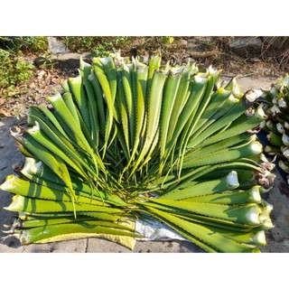 Combo 5kg bẹ nha đam mỹ. bẹ to
