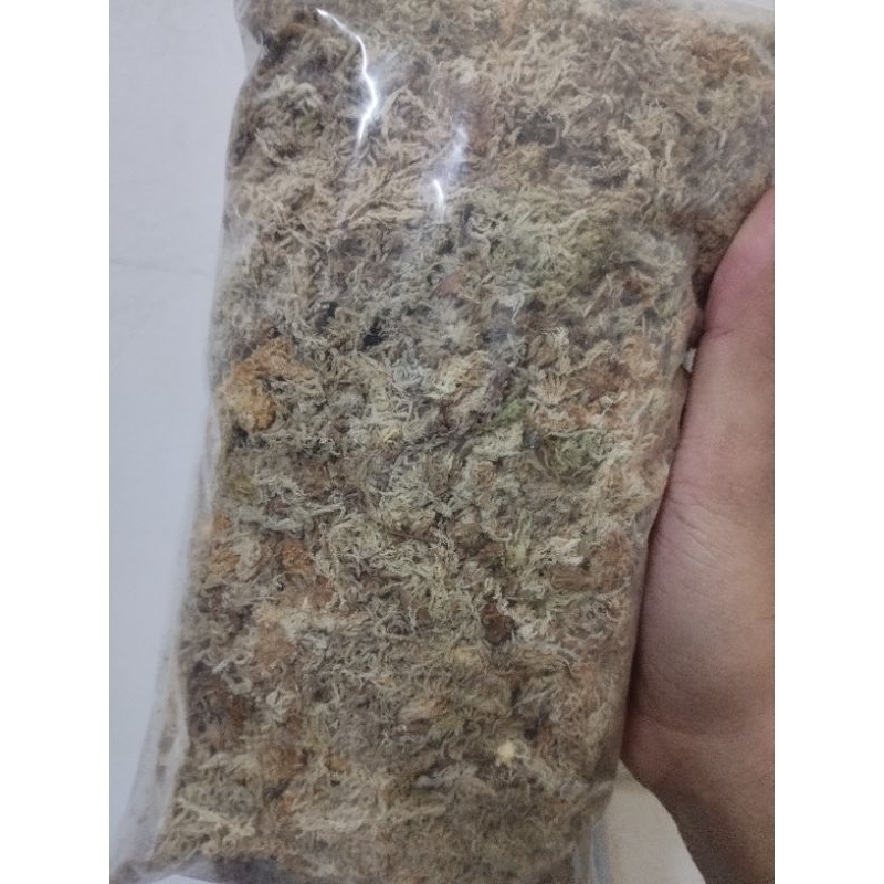 Dớn giữ ẩm