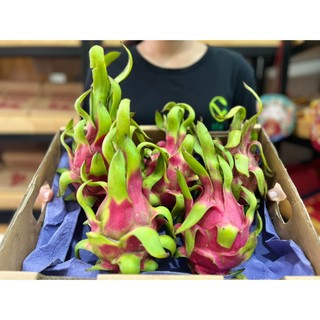 VG FARM Thanh Long Ruột Đỏ