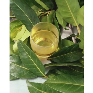 Lá Vối Tươi -trà lá vối nếp