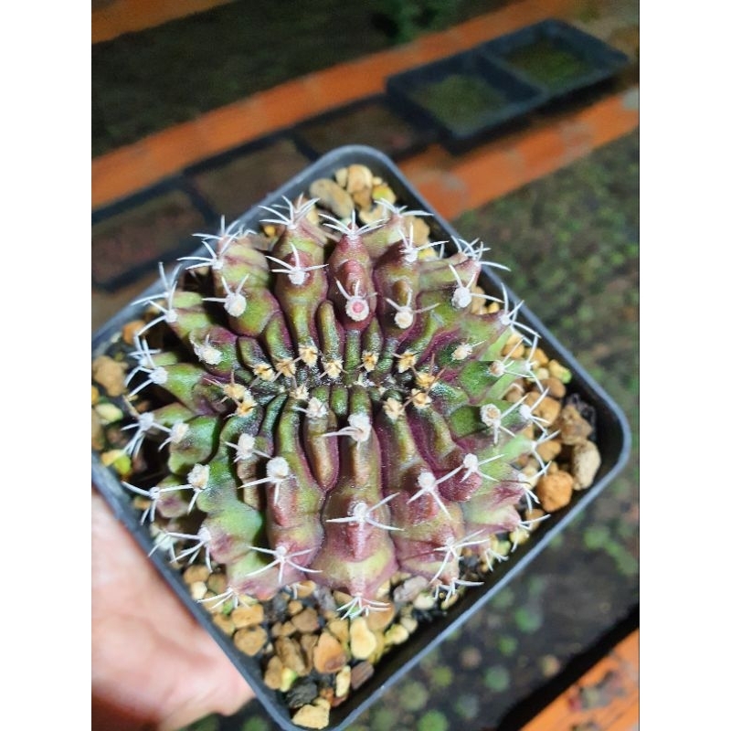 Xương rồng gym crest