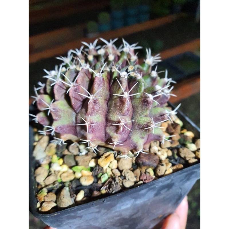 Xương rồng gym crest