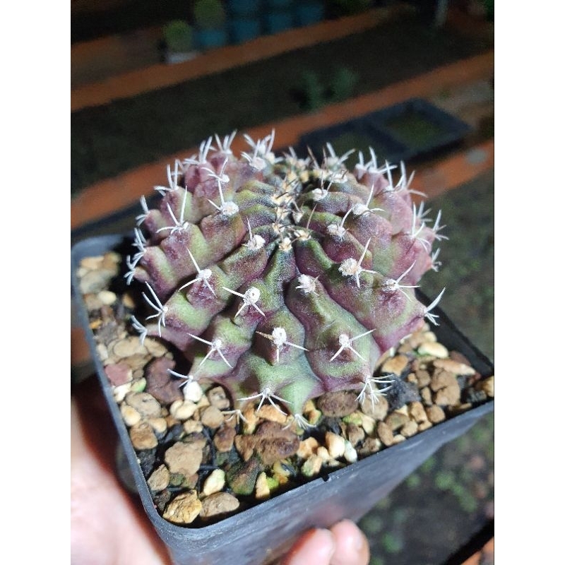 Xương rồng gym crest