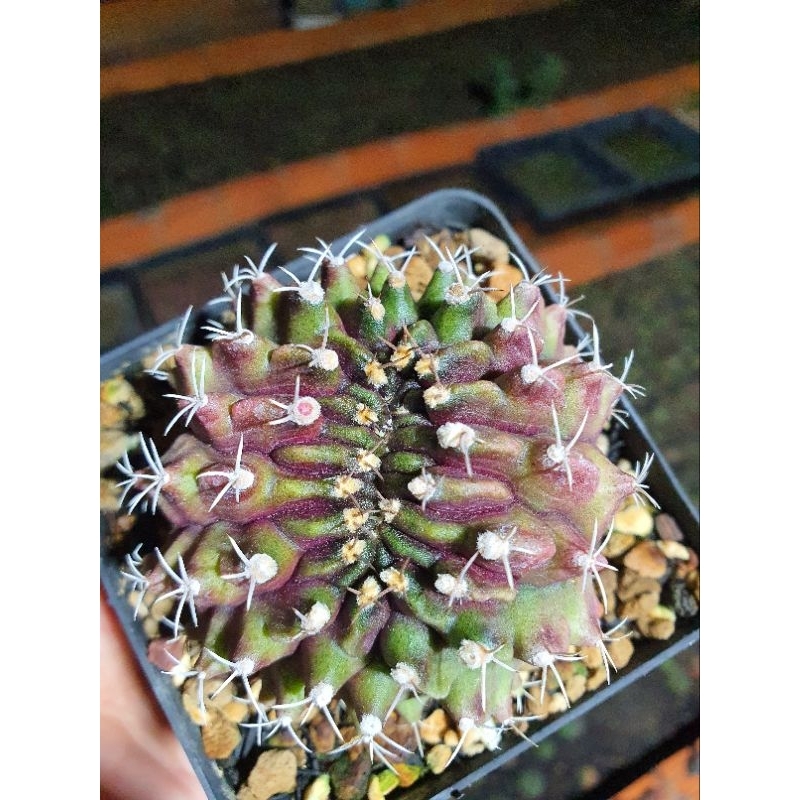 Xương rồng gym crest