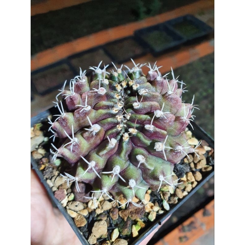 Xương rồng gym crest