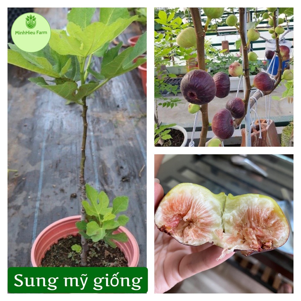 Cây sung mỹ đang quả, giống sung quả to, siêu ngọt không bị chát, giống cao 40cm