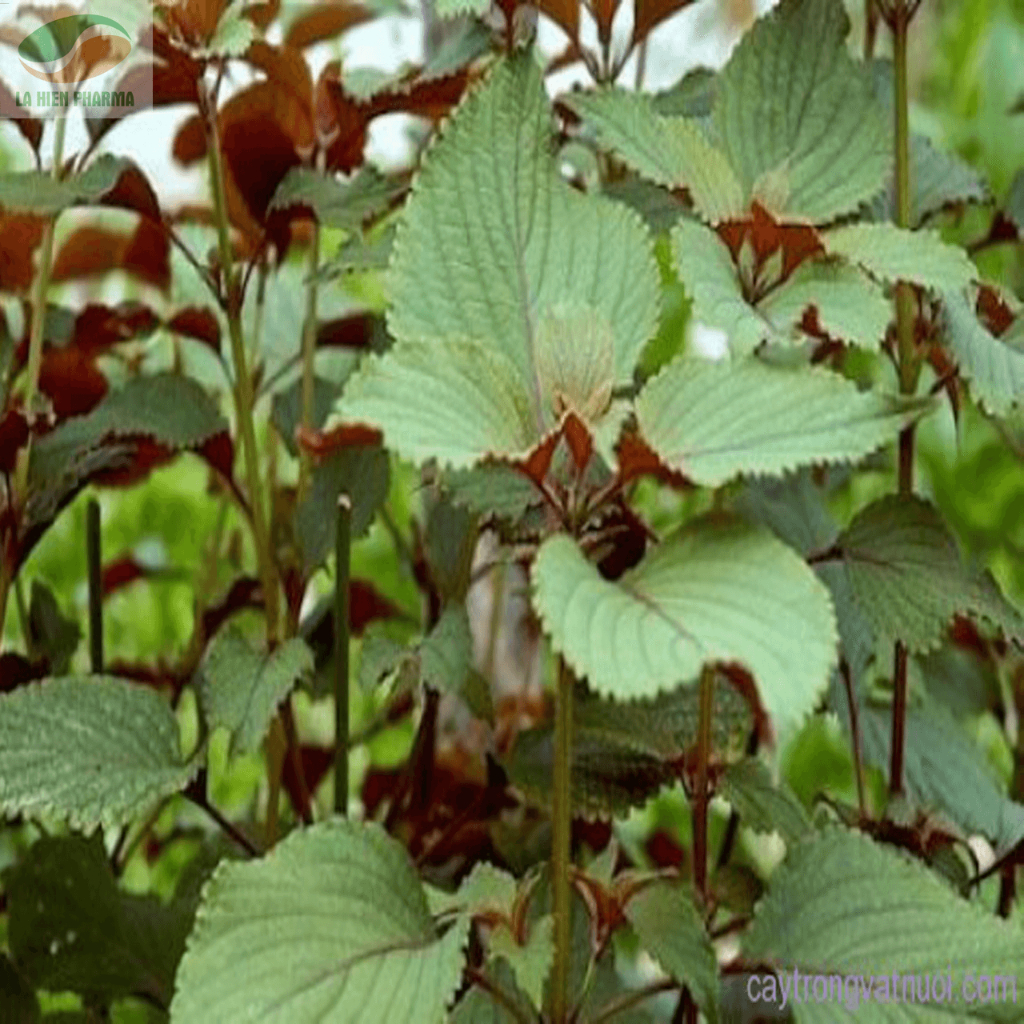 Hạt giống tía tô hàng chính hãng công ty đóng gói