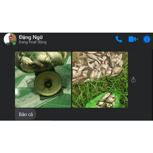 Mồi câu cá Siêu Diếc chuyên dùng câu cá diếc, chép sông tự nhiên