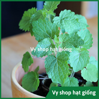 Hạt giống bạc hà hàn quốc - agastache rugosa nguyên gói 500 hạt