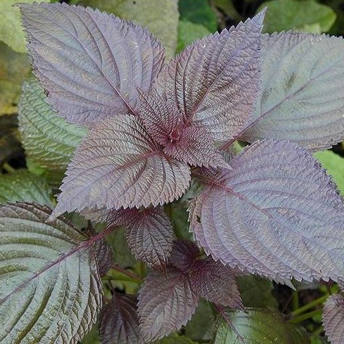 Hạt giống tía tô hàng chính hãng công ty đóng gói