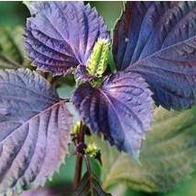 Hạt giống tía tô hàng chính hãng công ty đóng gói