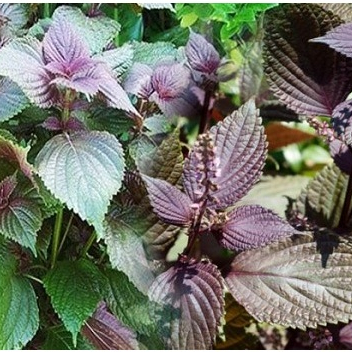 Hạt giống tía tô hàng chính hãng công ty đóng gói