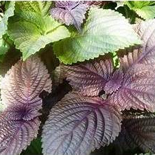 Hạt giống tía tô hàng chính hãng công ty đóng gói