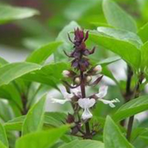 Hạt giống Húng thơm trắng  5gram hàng chính hãng công ty đóng gói