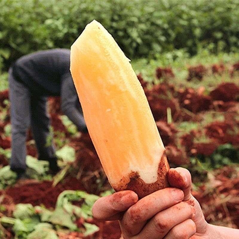 Khoai sâm đất  đặc sản Y Tý Lào Cai, khoai ngọt thanh, mát, nhiều nước.