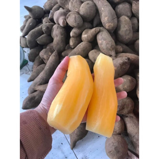 Combo 5kg Khoai Sâm Đất Củ To