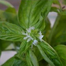 Hạt giống Húng thơm trắng  5gram hàng chính hãng công ty đóng gói