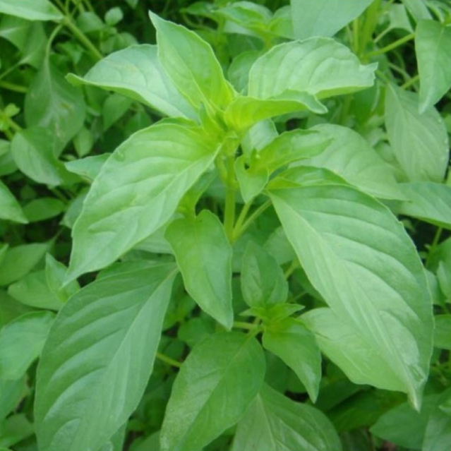 Hạt giống Húng thơm trắng  5gram hàng chính hãng công ty đóng gói