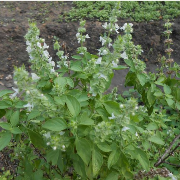 Hạt giống Húng thơm trắng  5gram hàng chính hãng công ty đóng gói