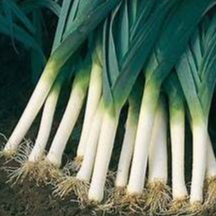 Hạt giống Tỏi Tây F1 1gram  hàng chính hãng công ty đóng gói