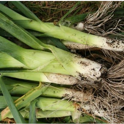 Hạt giống Tỏi Tây F1 1gram  hàng chính hãng công ty đóng gói