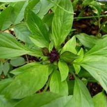 Hạt giống Húng quế gói 5 gram hàng chính hãng công ty đóng gói