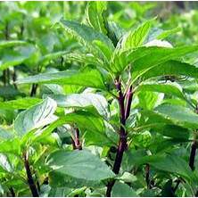 Hạt giống Húng quế gói 5 gram hàng chính hãng công ty đóng gói