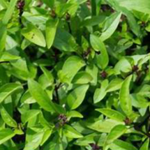 Hạt giống Húng quế gói 5 gram hàng chính hãng công ty đóng gói