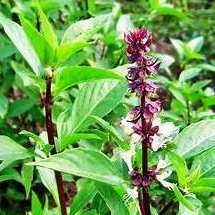 Hạt giống Húng quế gói 5 gram hàng chính hãng công ty đóng gói