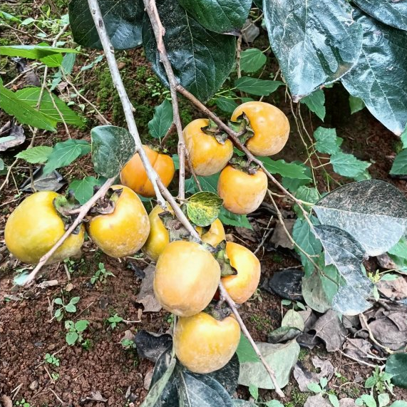 Hồng giòn Đà Lạt túi 3kg