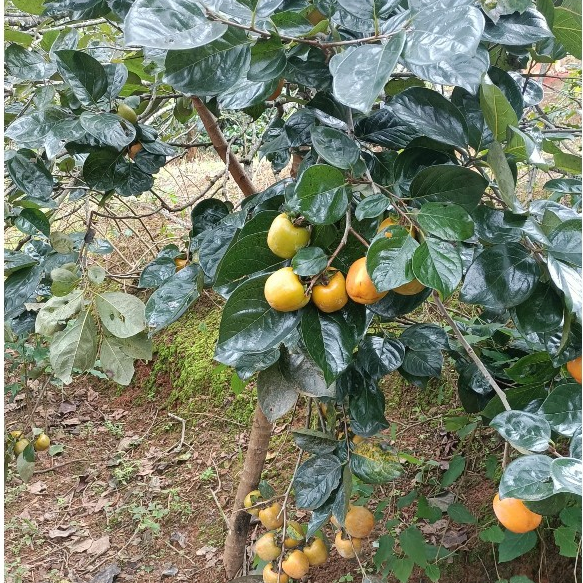 Hồng giòn Đà Lạt túi 3kg