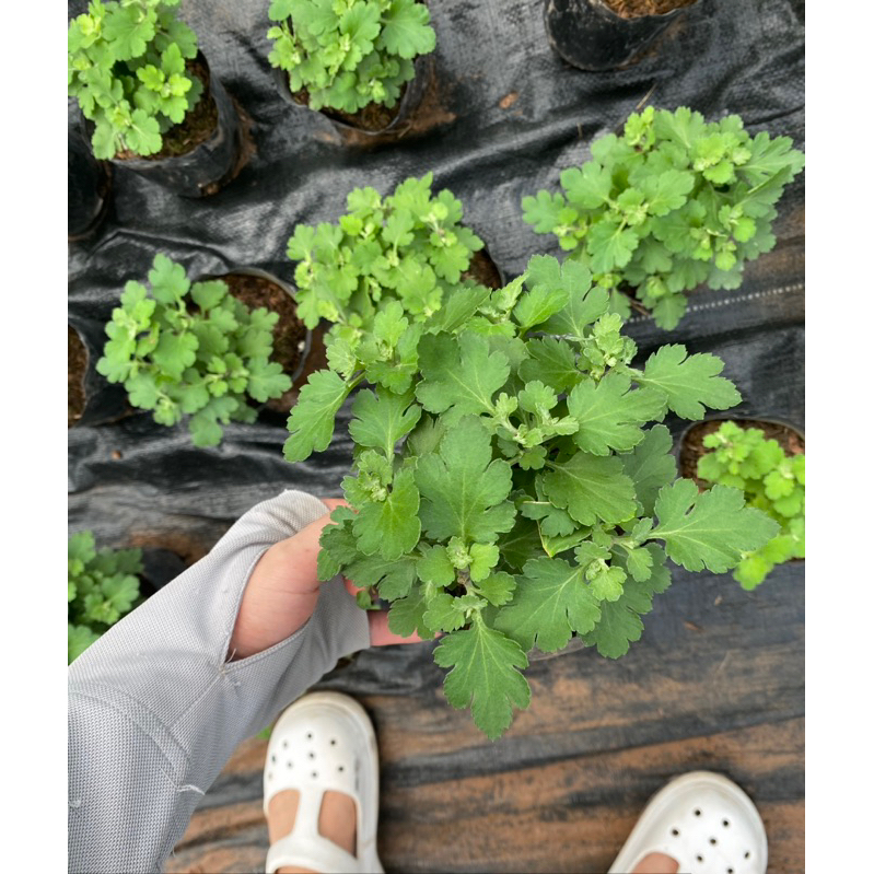 Mâm xôi Hàn size nhỡ