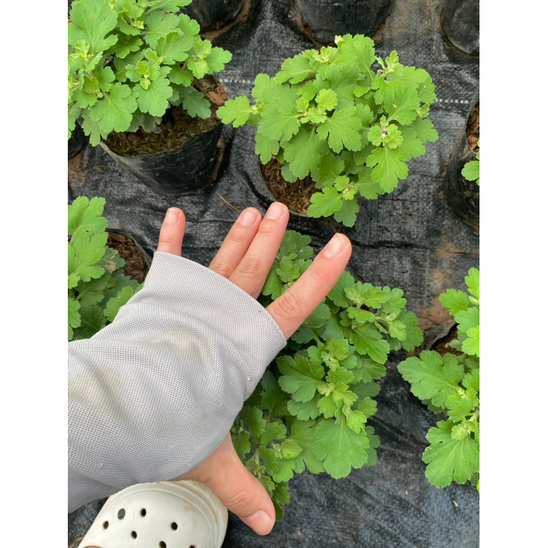 Mâm xôi Hàn size nhỡ