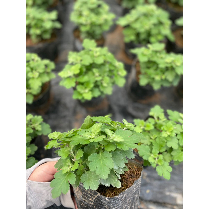 Mâm xôi Hàn size nhỡ