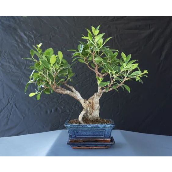 Đất Nung Akadama Size S - Làm Giá Thể Cho Bonsai , Sen Đá...