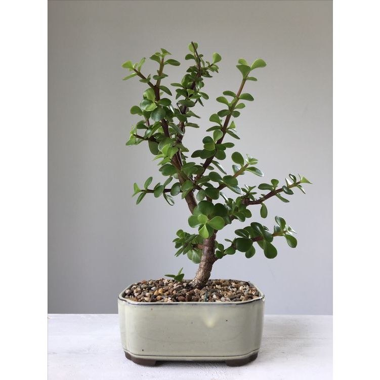 Đất Nung Akadama Size S - Làm Giá Thể Cho Bonsai , Sen Đá...