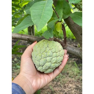 Cây giống, cây choai Na dai ta